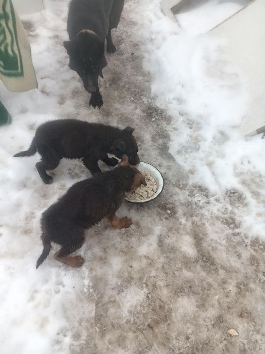 Немецкая овчарка щенки