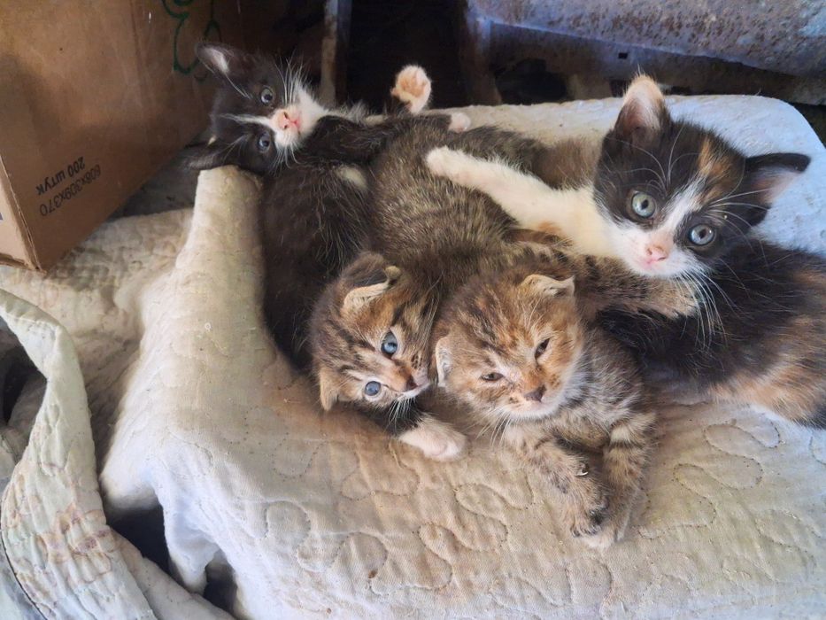 Раздаём котят - Желательно пишите Ватсап