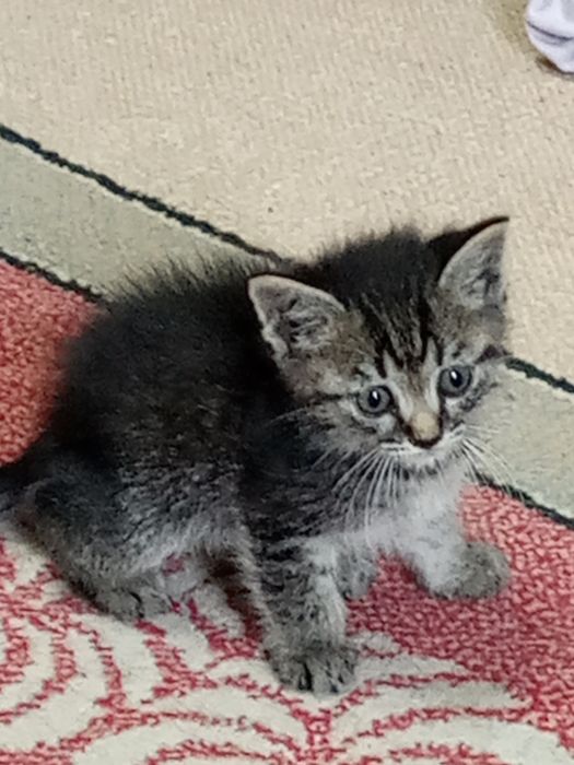 Отдам в хорошие руки котят