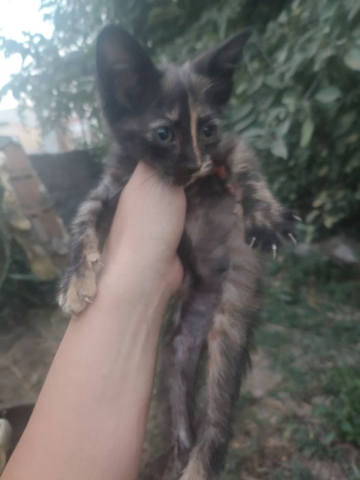 Подбросили котёнка, отдаём в добрые руки!!!
