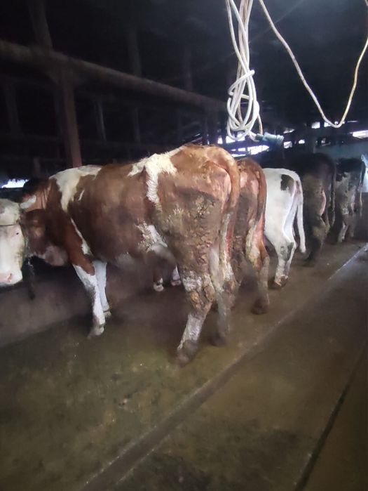 Vand vaci gestante si cu lapte