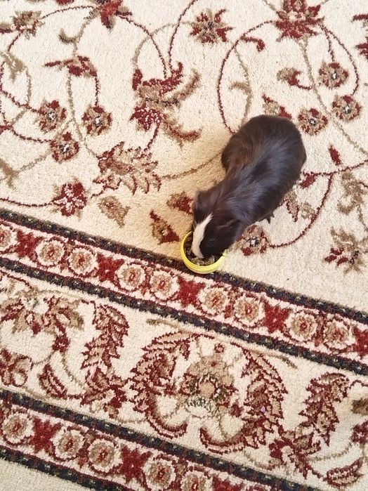 Морская свинка мальчик