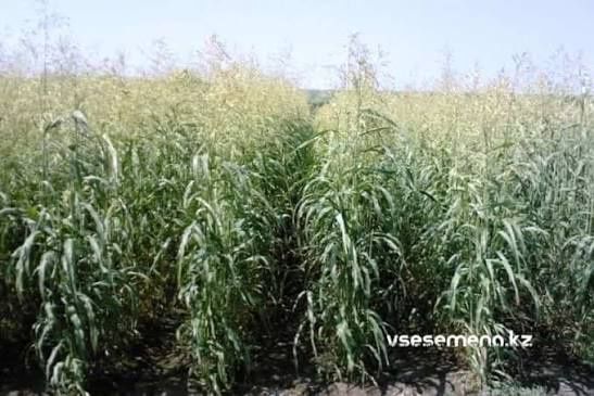 Прожаю семена суданской травы