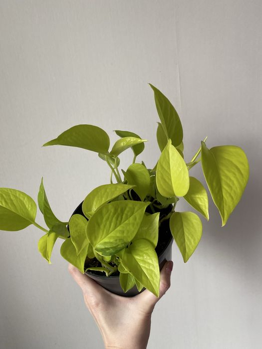 Эпипремнум неон, лайм