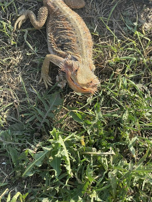 Бородатая агама самка, ящерица