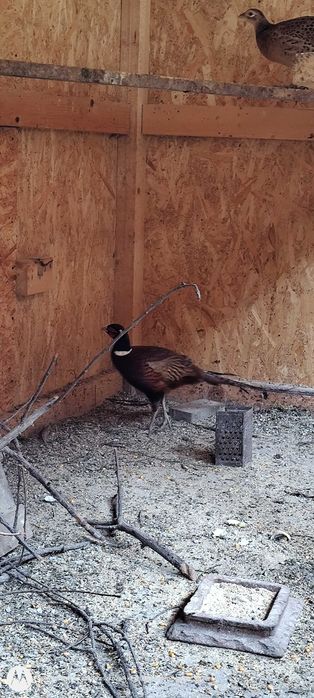 Vând cocoși fazani comun