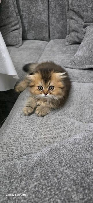 Продается котенек