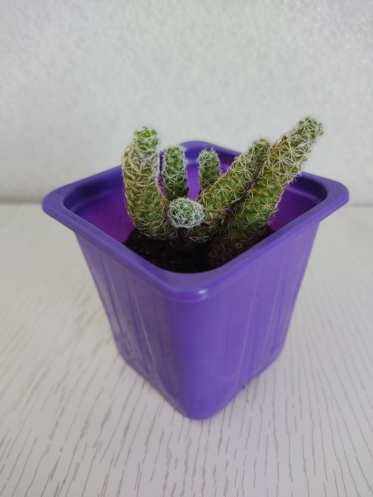 Кактус Mammillaria gracilis