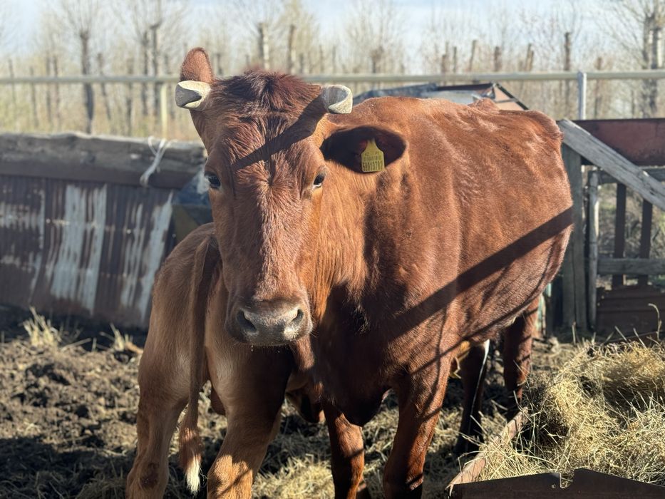 Продам корову с теленком