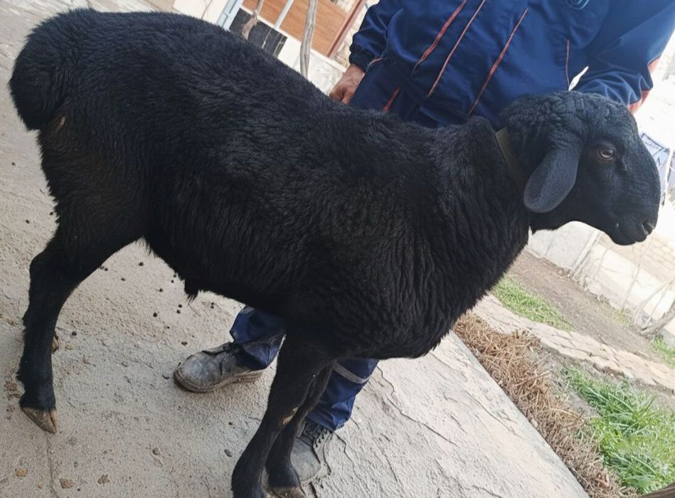 ELITA Toza Hisori Semiz Sifat Qazoqi Qochqor sotiladi