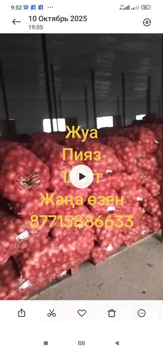 Жук, Лук, Пияз, .