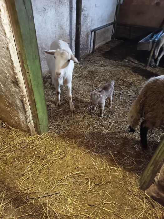 Vând capre sanen și metis
