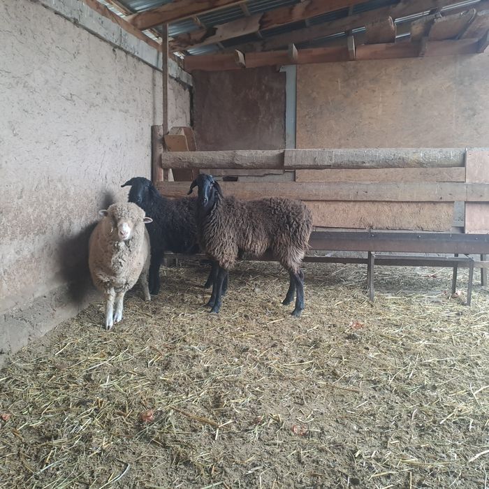 Семиз токтылар бордакы.