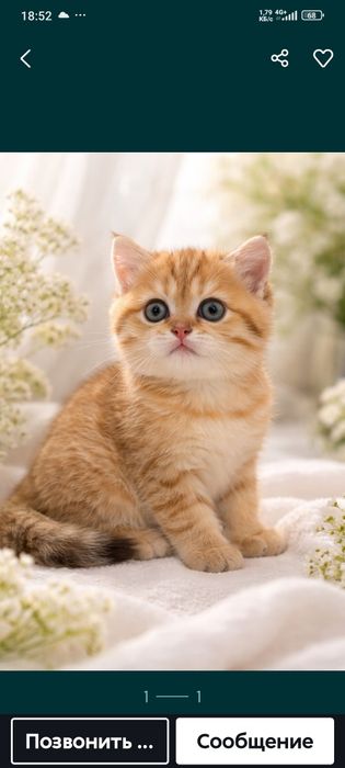 Zolotaya shinshila tabbi