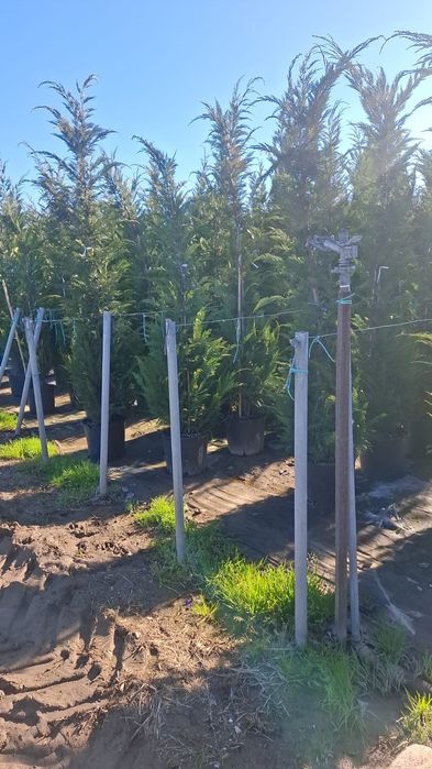 Vând plante ornamentale tuia leylandii asiguram transport în toată țar