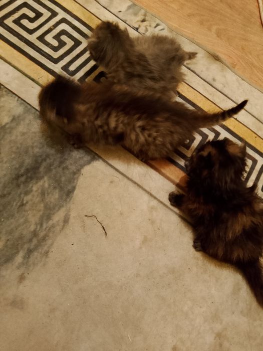 Продажа котят Алматы