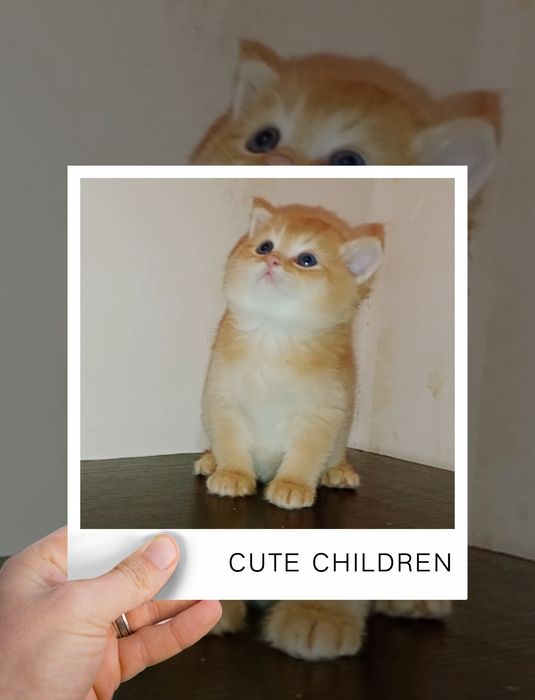 Роскошный Золотой Шиншила ny12 мальчик