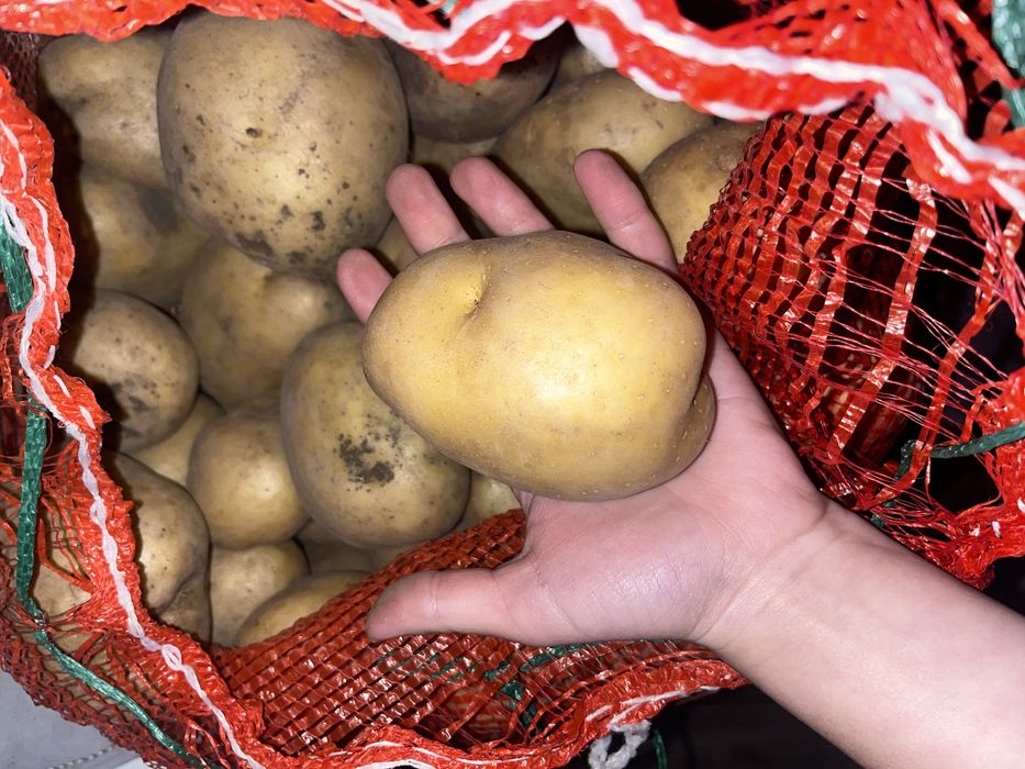 Продаю свежий крупный картофель