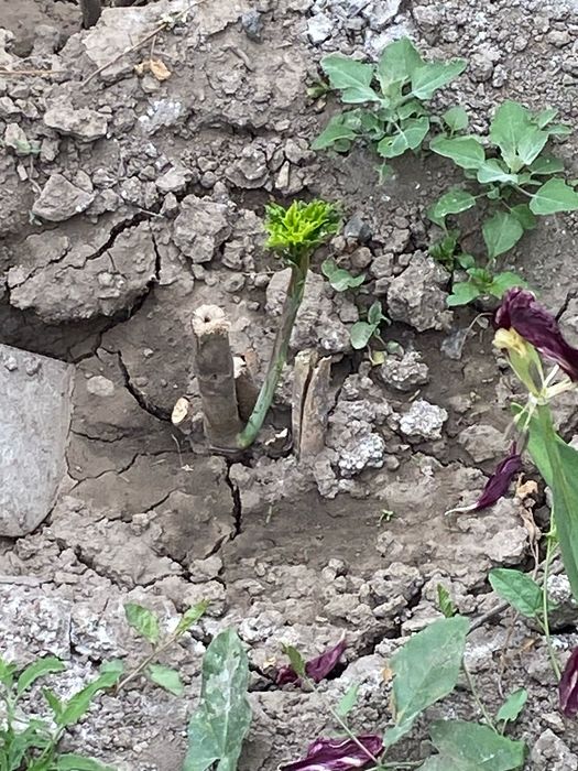 Продам саженцы гибискус