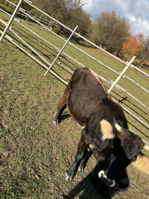 Vaca de vanzare