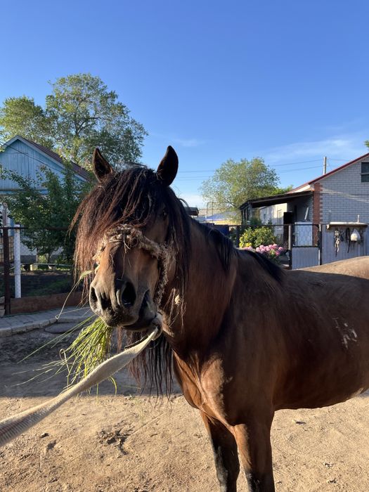 Айғыр сатылады. Продается жеребец