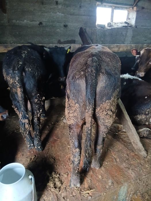 Продам быков на откорме