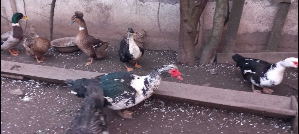 Rata Leseasca Muta si Rata Romaneasca Comuna