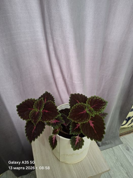 Продам комнатные цветы