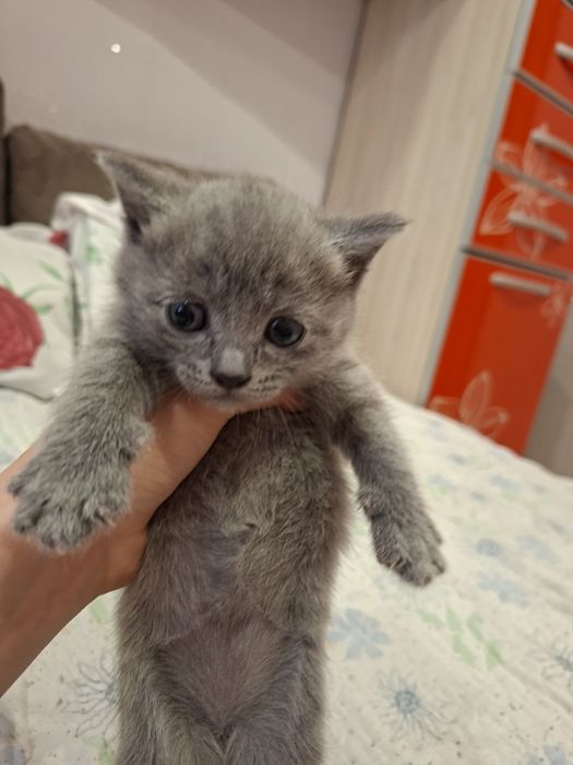 Котенок один месяц