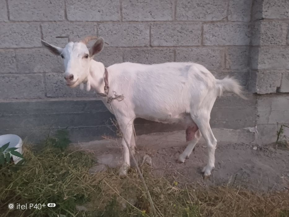 Echki sut beradi rasiski