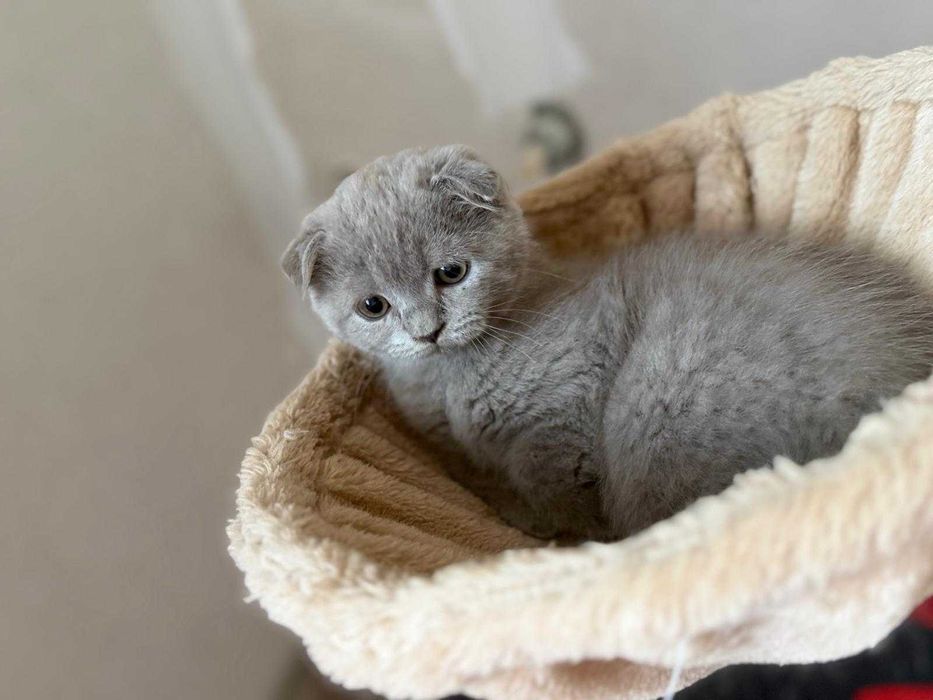 British Scottish Fold
