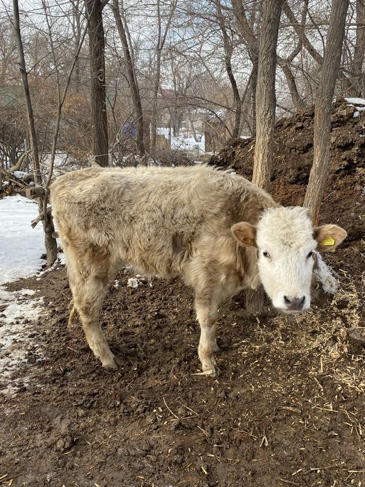 Теленок / бызау