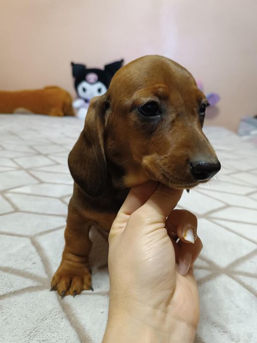 Fetita teckel dachshund