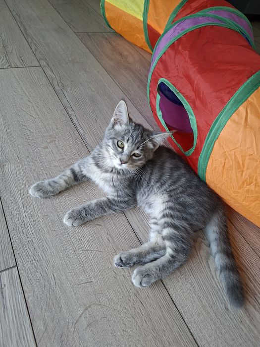 Котенок мальчик два месяца