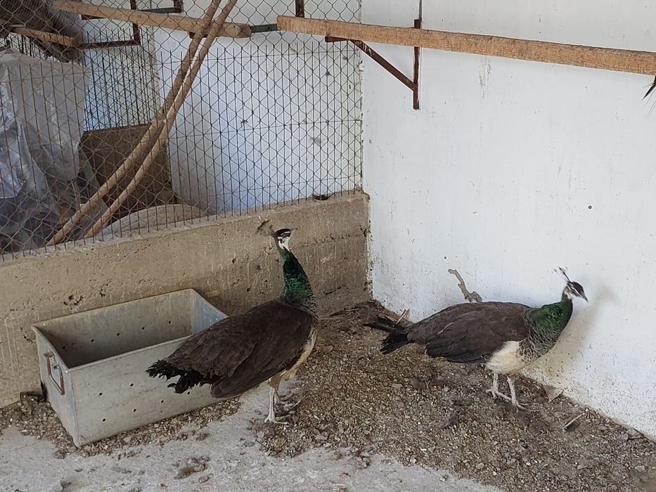 Павлины  продам...