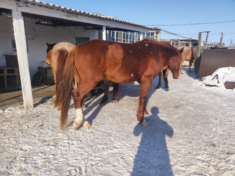 Айгыр сатамын жасы 7