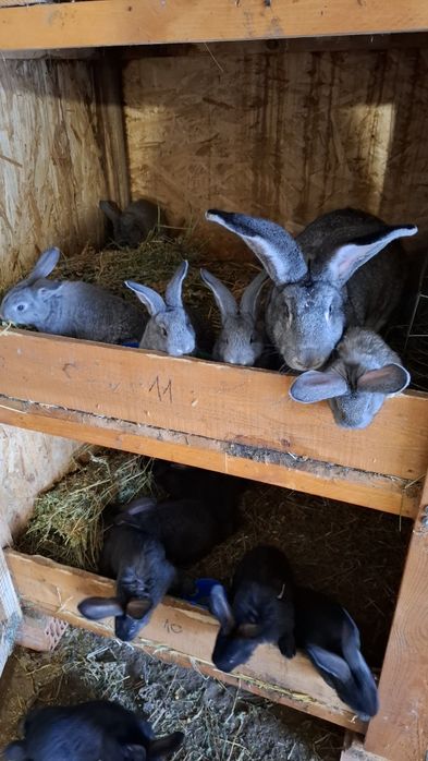 Iepuri urias german negru gri fier si cincila