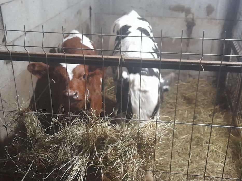 taurași de vânzare