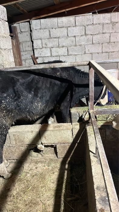 Сиырлар сатылады 500.000 нан