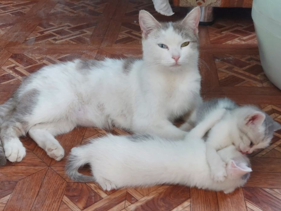 Подарю котят игривых