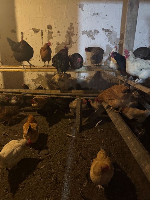 Продам домашних кур