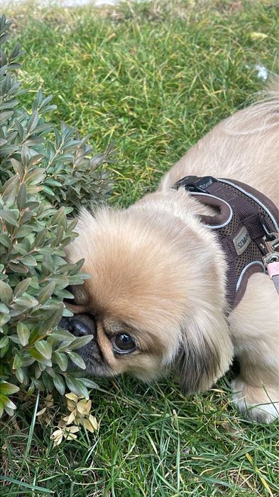 Продаётся пекинес, девочка, 4,5 года