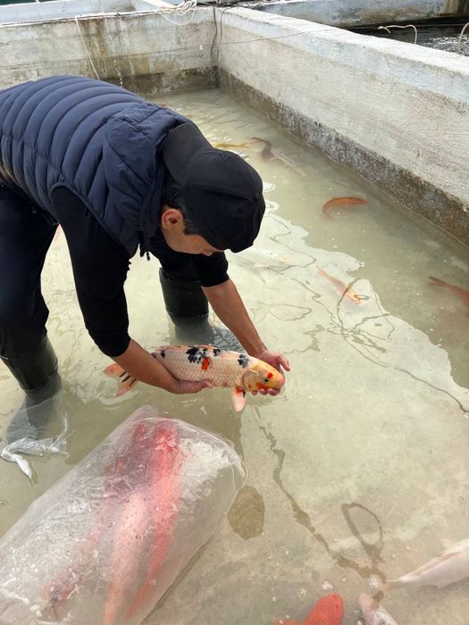 Кои рыба для пруда привазная