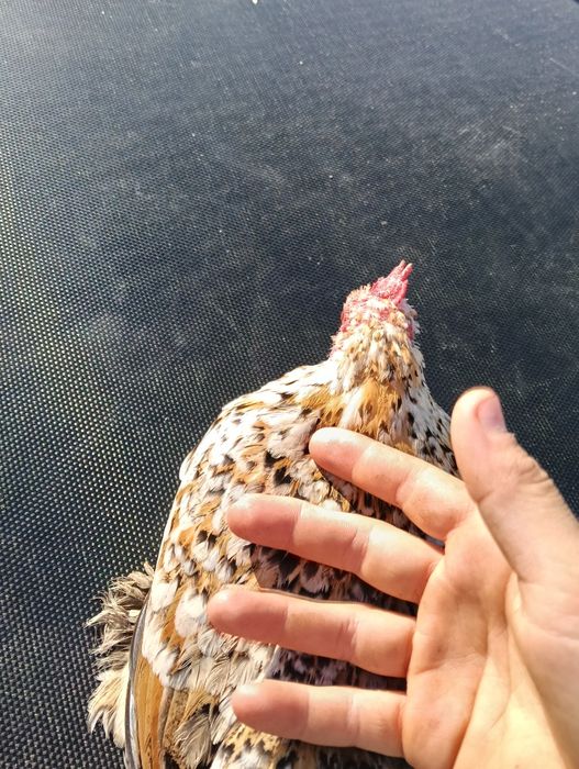 Vând găină americană