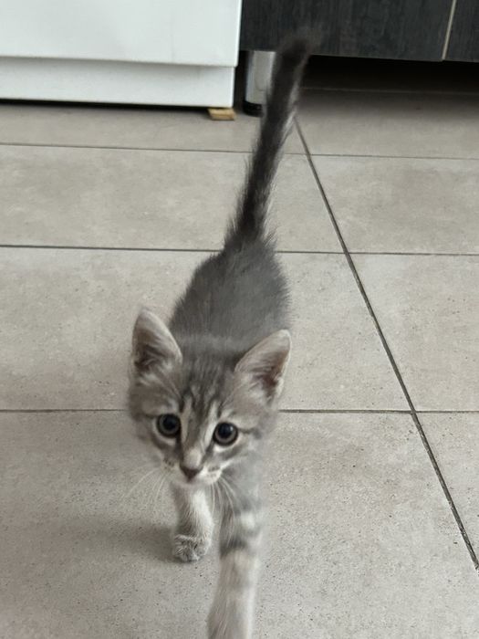 Отдаю в добрые руки котенка