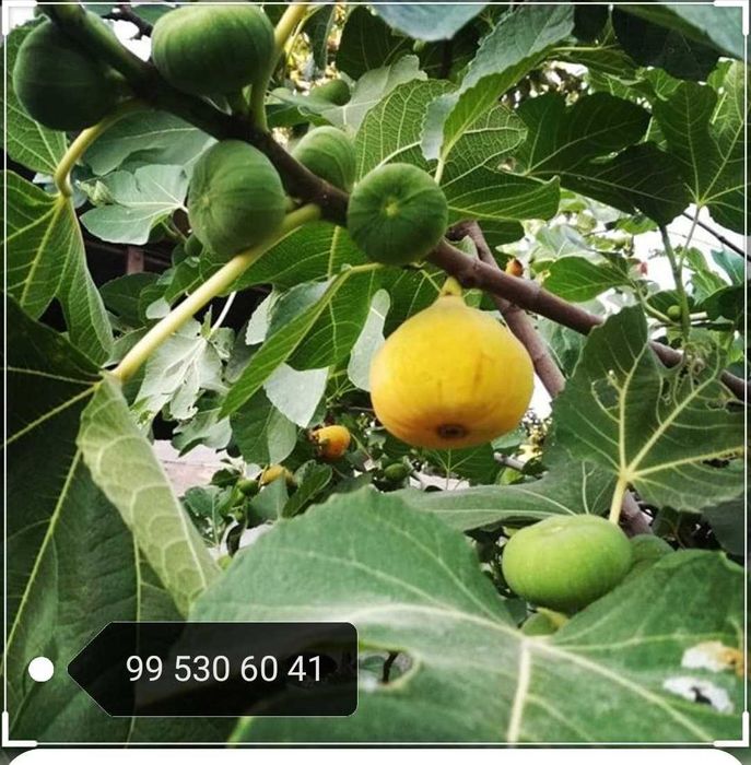 Йирик анжир кучатлари -Крупные саженцы инжира