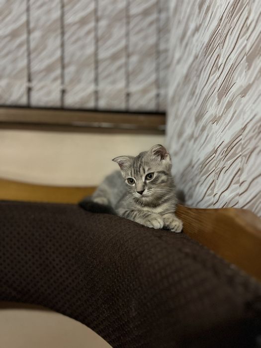 Продаю котят Скотиш Фолд и Скотиш страйт от правильной вязки.
