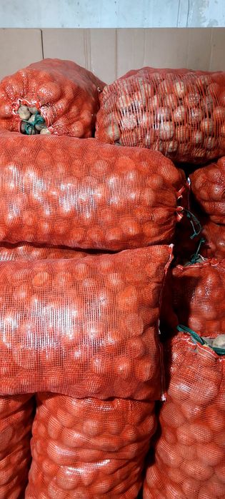 Продам картофель Марковь