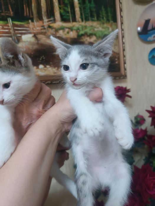 Отдаем котят чистенькие