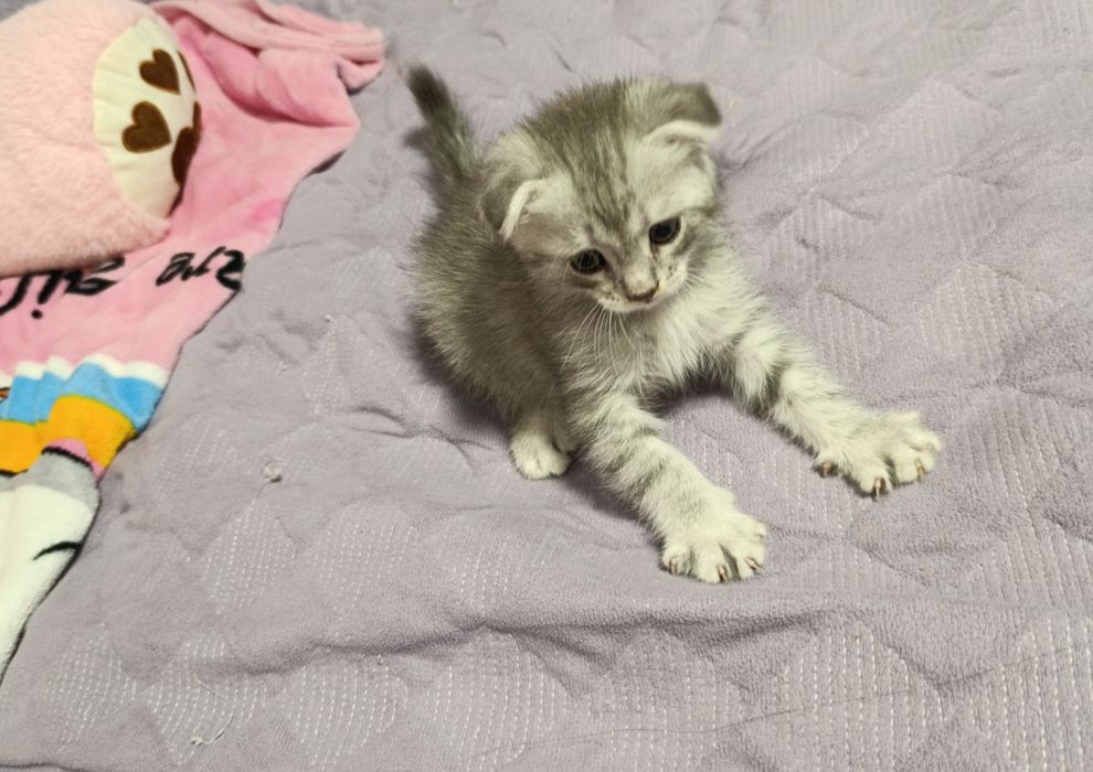 Вислоухие котята